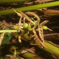 Elettaria cardamomum (L.) Maton